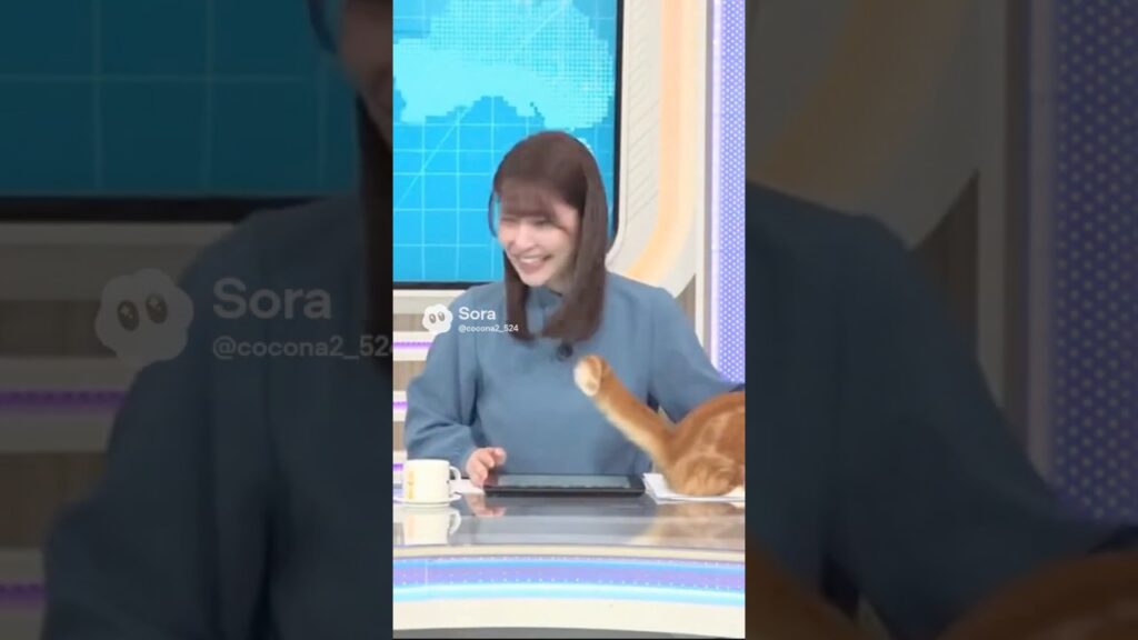 放送事故！猫のしっぽが…w