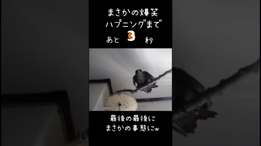 二度と撮れない奇跡の放送事故的なカラスの映像