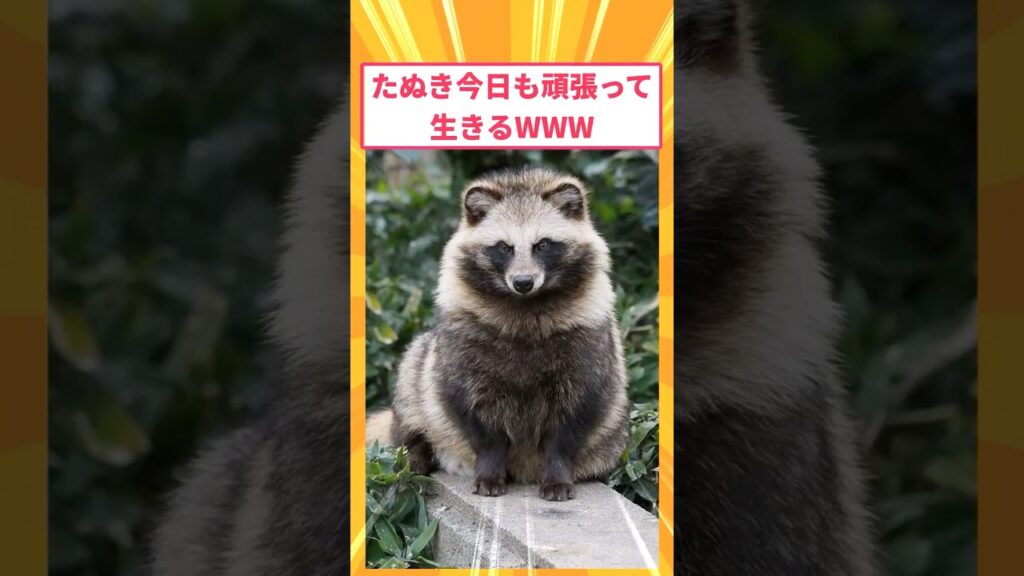 【2ch面白いスレ】たぬき今日も頑張って生きるWWW#2ch#2ch面白いスレ#2ちゃんねる