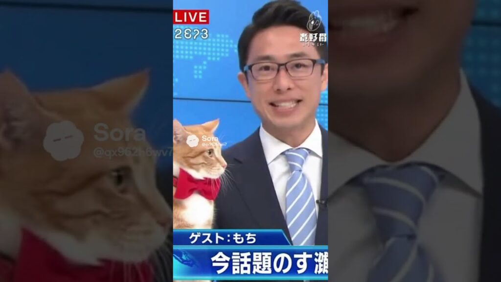 放送事故！猛烈猫パンチにノックアウトw