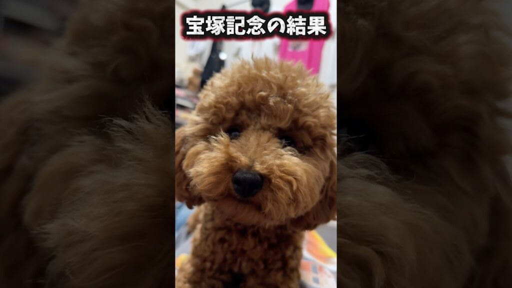 宝塚記念の結果… #g1 #競馬 #宝塚記念
