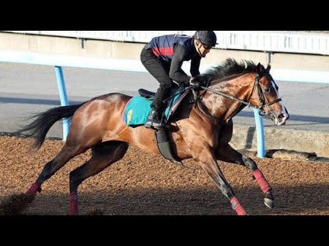 🐎✨【良血の新星】コナパームス、東京芝1600新馬戦でデビューへ！祖母・兄姉に重賞好走馬ずらりで注目集まる💥🏇