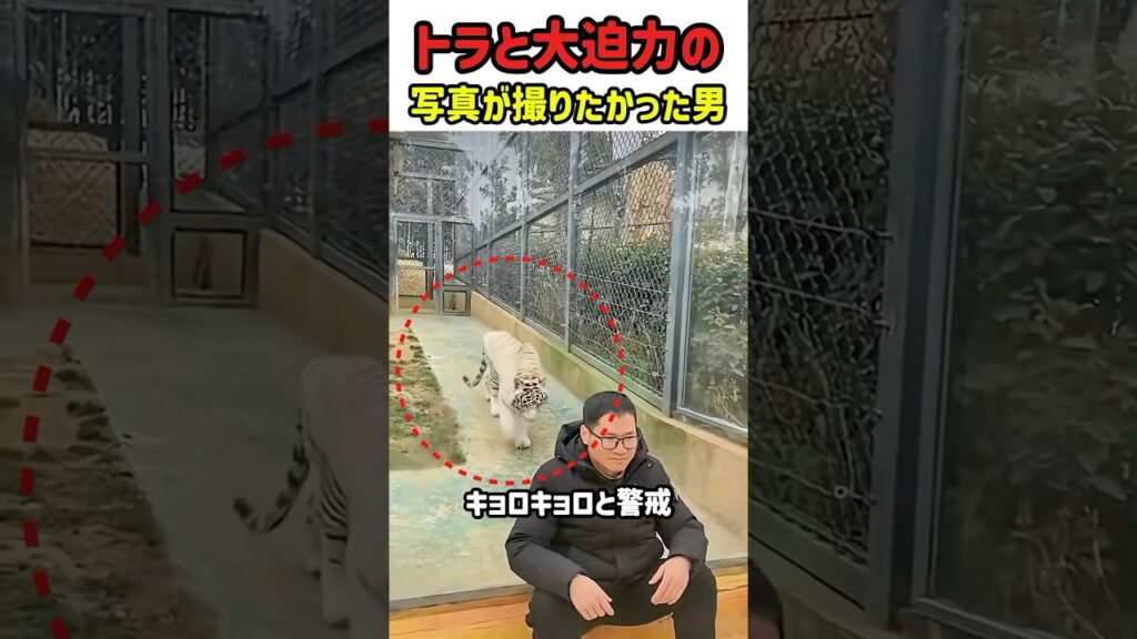 【放送事故】写真撮影中、背後から獰猛なトラが忍び寄ってきたと思ったら？　#トラ #猫 #ねこ #ニャンコ #猫動画 #雑学 #ギャップ萌え #かわいい #カワイイ #面白い #面白動画 #shorts