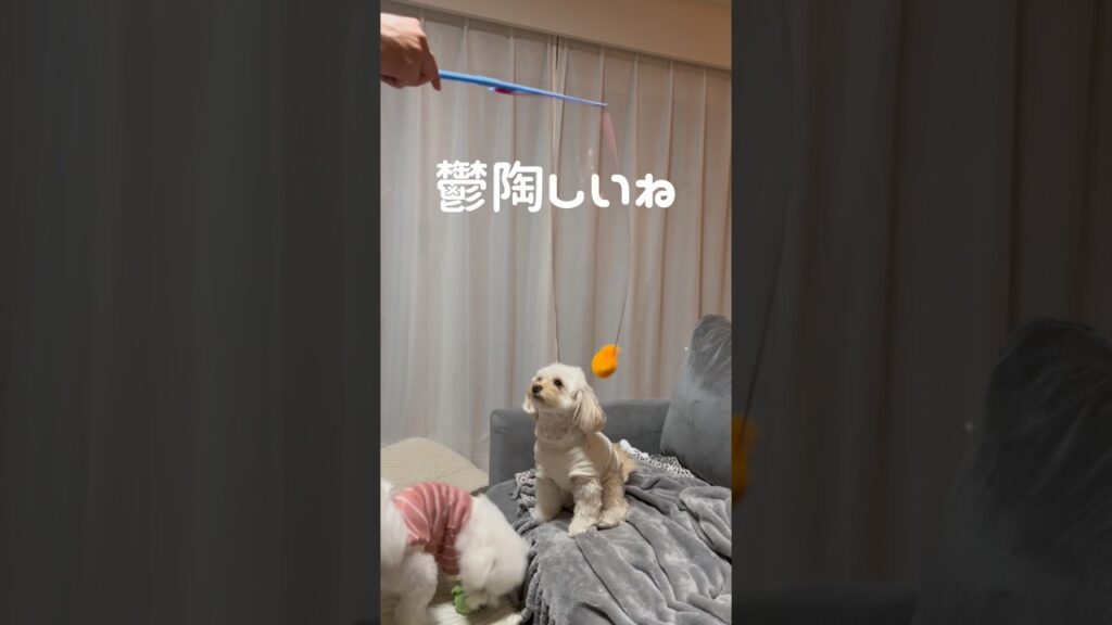 【放送事故】飼い主を「接待」する姉と、はしゃぎすぎた妹の結末がヤバすぎるwww #shorts #多頭飼い