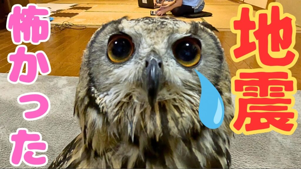 【地震】その時フクロウの様子は？　#owl #フクロウ #防災＃緊急地震速報 #birds #ペットの防災