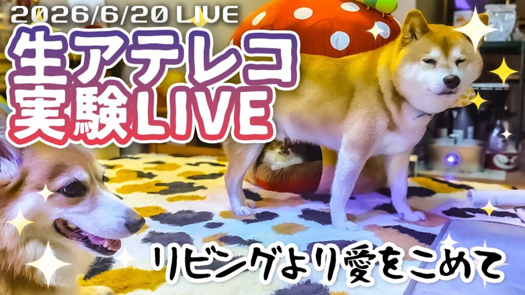 【放送事故覚悟】柴犬スティーブ家リビングより愛をこめて