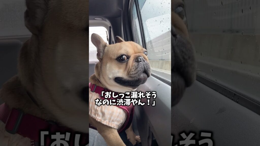 🚗渋滞の時の🐶「おしっこ漏れそう」#フレンチブルドッグ #フレブル #shorts #frenchbulldog