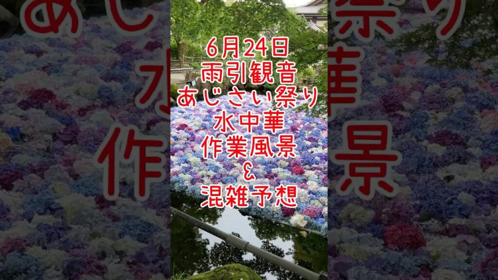 雨引観音　あじさい祭り　水中華　作業風景&渋滞情報