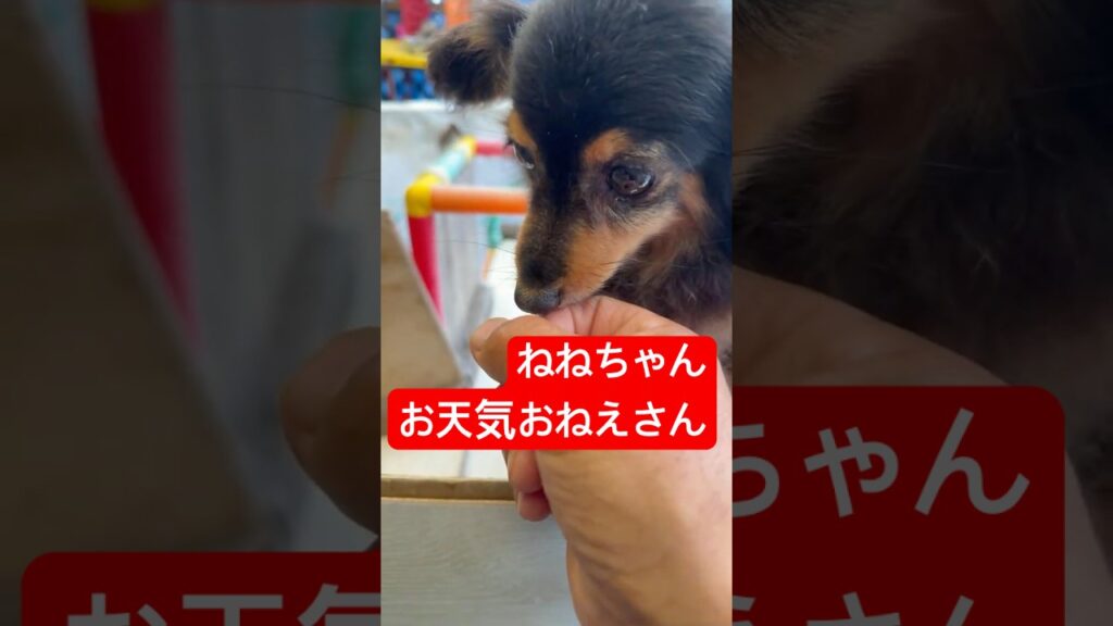 『お天気おねえさん』ねねちゃん天気予報…    #わんこと遊ぶ #チワックス#可愛い #いぬのいる生活 #癒し #天気予報
