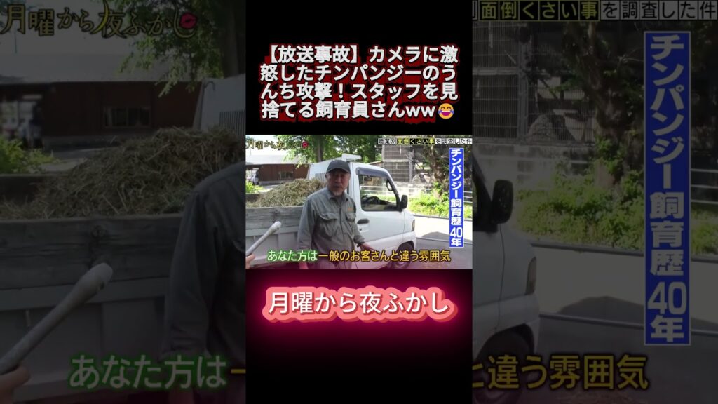 「僕だけ助かりたいw」チンパンジーのうんち爆弾から身を守る飼育員の裏切りオチが最高すぎるww #shortvideo #月曜から夜ふかし #マツコ #放送事故 #神回