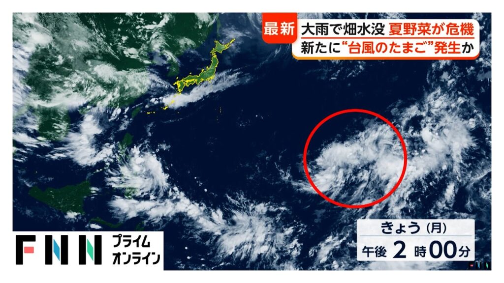 新たに“台風のたまご”発生のおそれも…週末の“ダブル台風”直撃で夏野菜にも被害　（2026年06月29日）