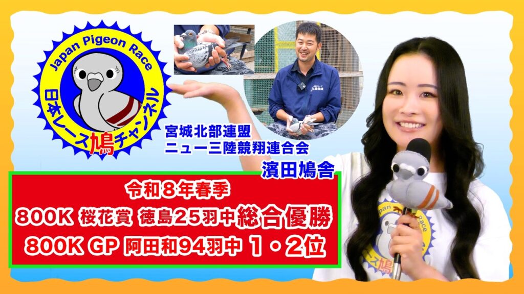 令和８年春季800K 桜花賞 徳島847K 25羽中総合優勝・800K GP阿田和778K 94羽中1・2位　ニュー三陸競翔連合会　濱田鳩舎