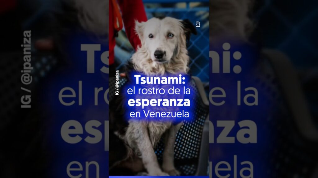 TSUNAMI: el PERRO que se convirtió en ESPERANZA para Venezuela