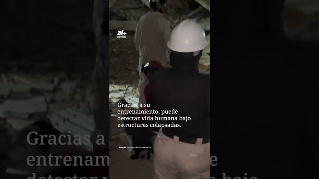 “Tsunami”, el Perro Rescatista que Busca Sobrevivientes en Venezuela