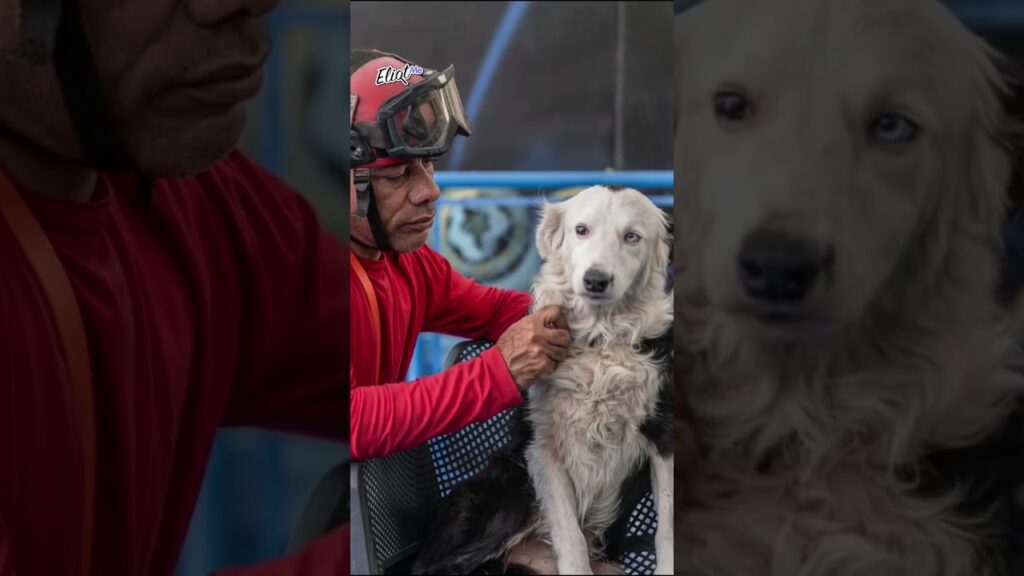 ESTA ES LA HISTORIA DE TSUNAMI, EL PERRO RESCATISTA QUE ESTÁ AYUDANDO EN VENEZUELA.
