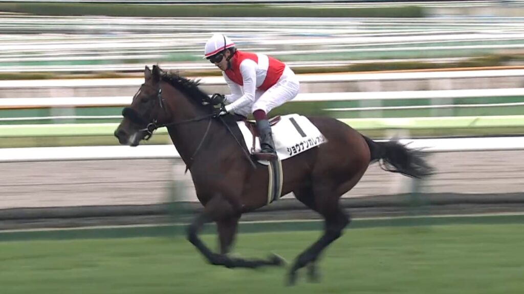 【函館競馬】2.1億円ショウナンガレオンがレコード勝ちの鮮烈デビュー　父はBCクラシックなどG1・4勝のフライトライン