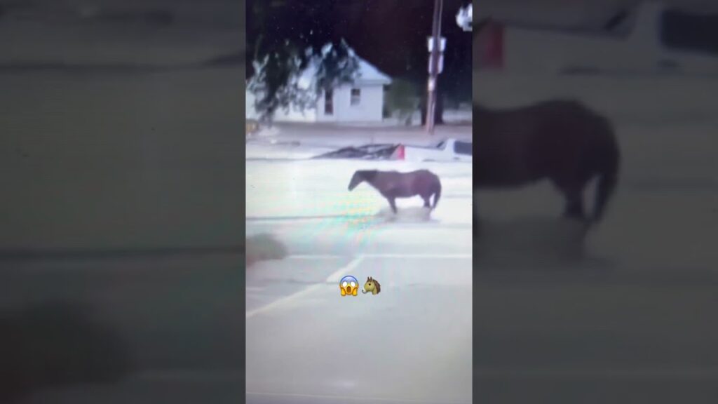 🚨 FLASH FLOOD EMERGENCY IN MO AS KATIE CAPTURES STRANDED HORSE ON RISING WATERS EDGE! 😱 #shorts