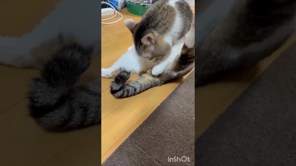 【放送事故】見られた瞬間の顔がヤバい　 #猫動画