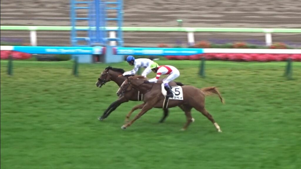 【来年のクラシック候補はここにいる】函館芝1800mに評判馬集結!アルデシンザンvs武豊イッペイvsデアグランツ【2歳新馬戦】 【来年のクラシック候補はここにいる】函館芝1800mに評判馬集結!アルデシンザンvs武豊イッペイvsデアグランツ【2歳新馬戦】