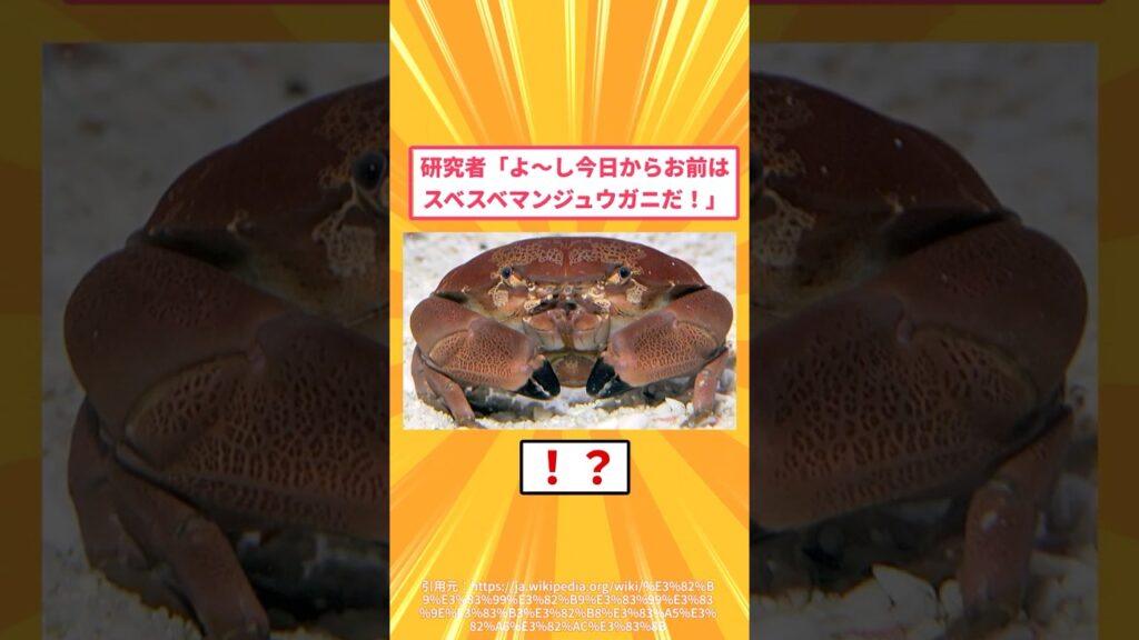 【2ch面白いスレ】研究者「よ～し今日からお前はスベスベマンジュウガニだ！」#2ch#2ch面白いスレ#2ちゃんねる