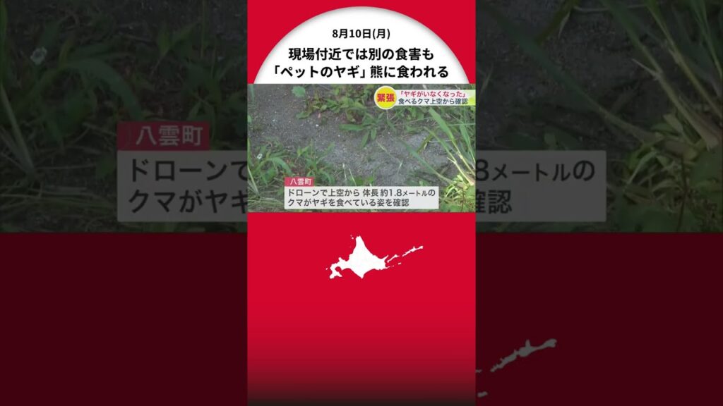 【ヒグマ速報】「小屋にペットのヤギがいない」ヤギを捕食する“体長約1.8mのクマ”をドローンで確認…現場付近ではデントコーンの食害も 一時駆除態勢をとるも現在は箱わなで警戒中＜北海道八雲町＞