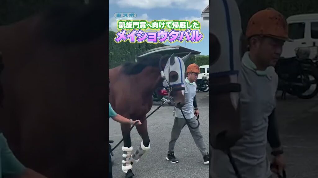 凱旋門賞へ向けて帰厩した #メイショウタバル《東スポ競馬》#shorts 凱旋門賞へ向けて帰厩した #メイショウタバル《東スポ競馬》#shorts