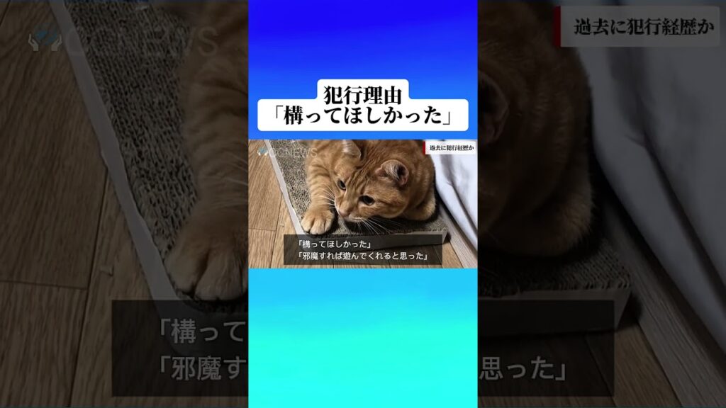 【速報】家事妨害により#ねこ #ニュース #かわいい #cat