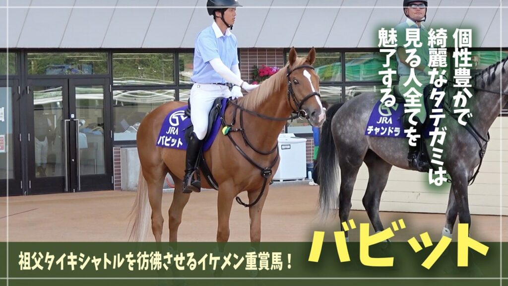 【バビット】まるで祖父の生き写し！金髪で魅せる新人誘導馬【札幌競馬場誘導馬】