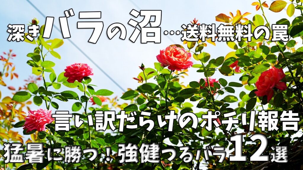 【バラの沼の日常】癌腫の緊急事態で誓いは崩壊！送料無料の罠で夏に新苗4株お迎えしたロザリアンの華麗なる言い訳と、猛暑でもバテずに咲き誇る強健つるバラ12品種の美しい夏花を一挙大公開！