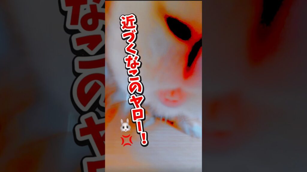 【放送事故】新居のテレビ台を占拠したうさぎが凶暴すぎるww🐰💢#shorts#うさぎ