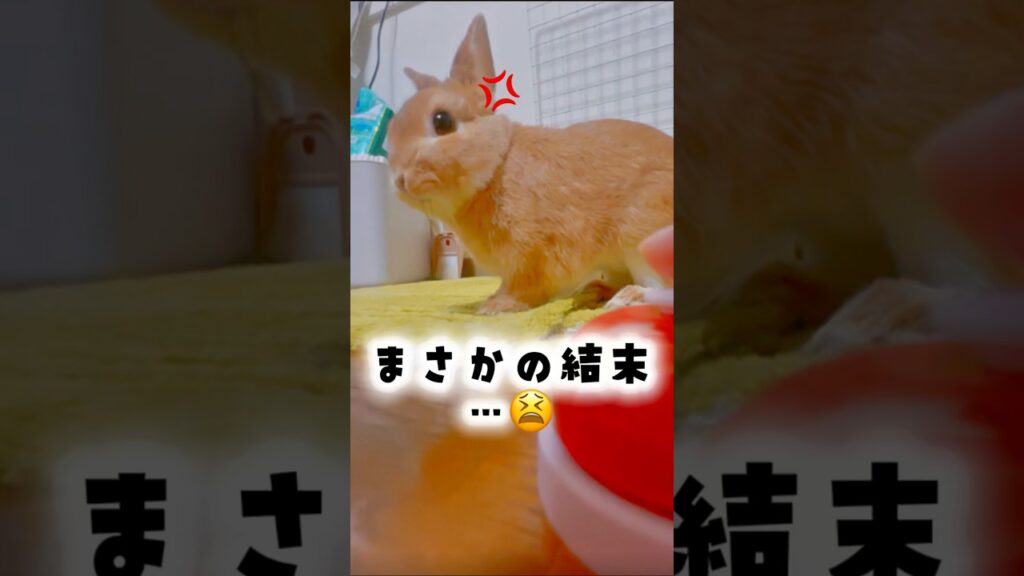 【放送事故】うさぎの逆鱗に触れた瞬間🐰💢怒らせてほんとごめんて…💦#shorts #うさぎ