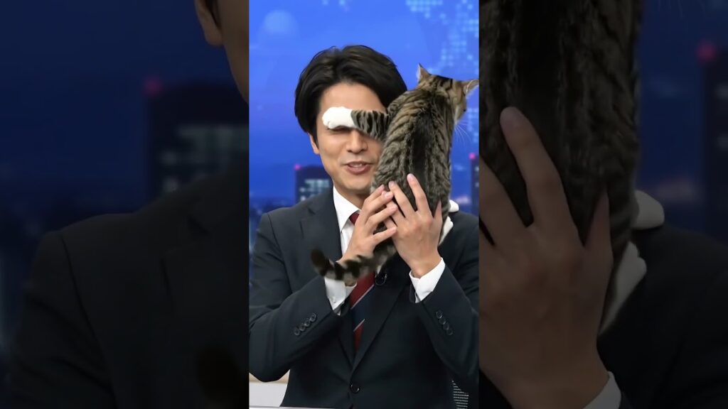 【放送事故】生放送中に猫が乱入して前が見えませんｗｗｗ