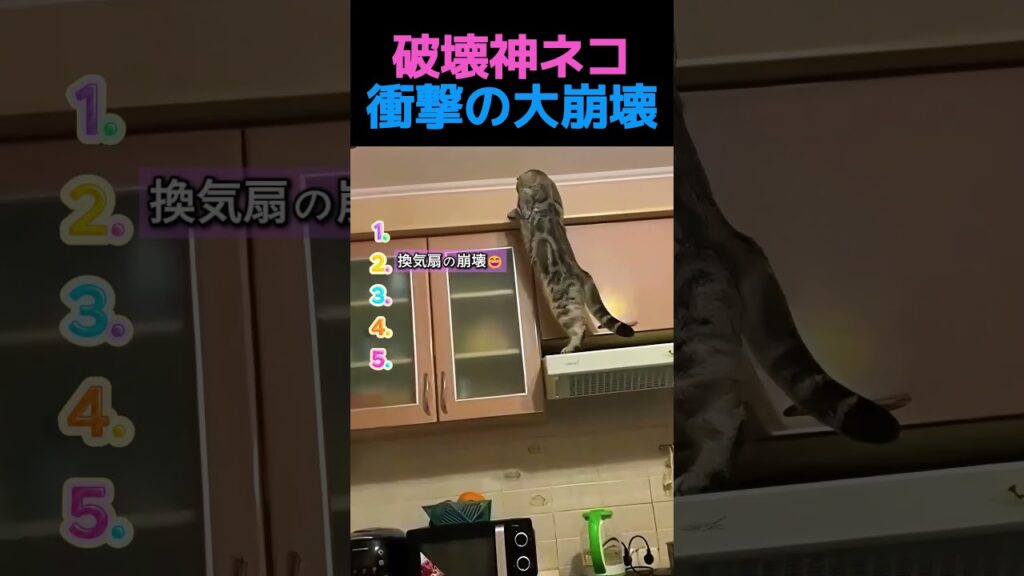 【放送事故】家をガチ破壊したおバカ猫の衝撃の瞬間TOP5！