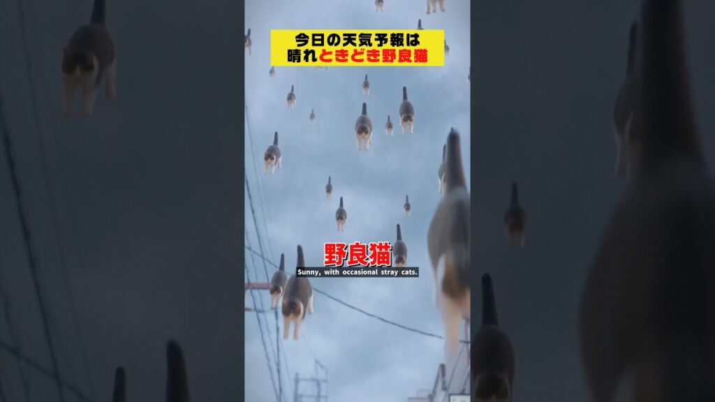 天気予報は『晴れ､ときどき野良猫』#クスッと動画 #shorts