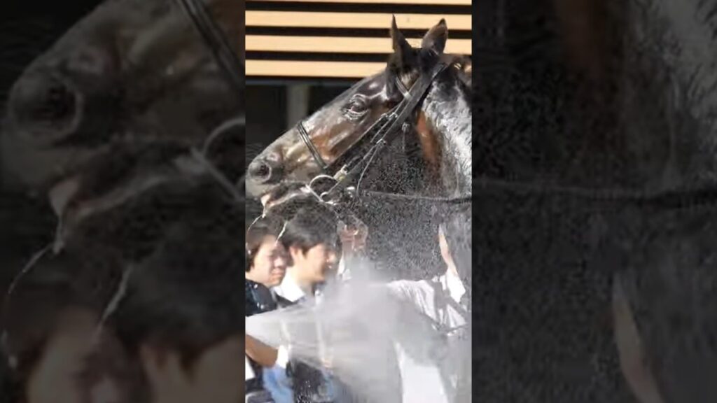 ぱしゃぱしゃと水を顔に浴びるロブチェン。　皐月賞2026　#競馬 #皐月賞 #中山競馬場 #ロブチェン