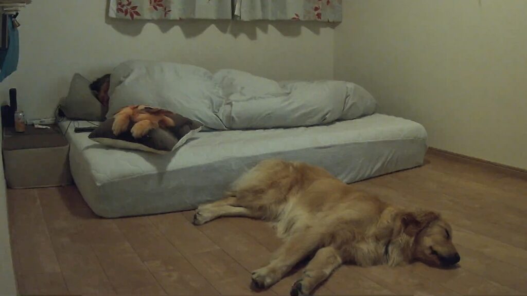 ８月２３日午前２時震度５弱。茨城県南部地震発生の瞬間！犬と一緒に避難。[Golden Retriever japan]