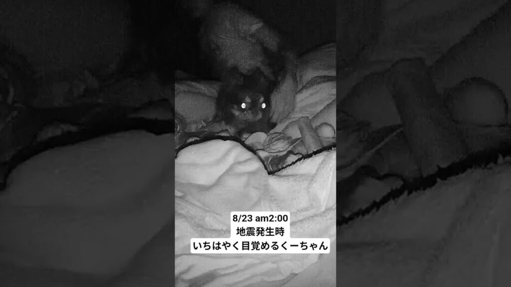 緊急地震速報直前に気づくくーちゃん、すごい！！でも扇子、、#東京23区　#地震速報 #地震　#チワワ #犬と2人暮らし #くーちゃん　#chihuahua #furbo  #dog #地震紀錄