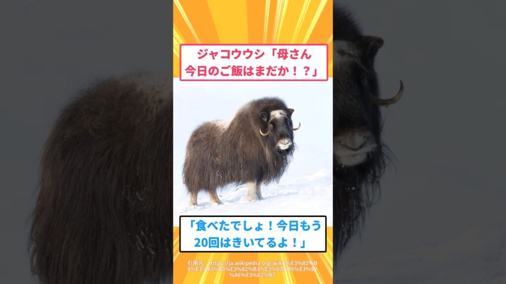 【2ch面白いスレ】ジャコウウシ「母さん今日のご飯はまだか！？」#2ch#2ch面白いスレ#2ちゃんねる
