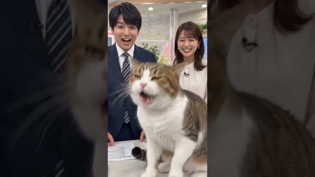 【放送事故】くしゃみが出そうで出ない猫の顔がヤバすぎるwww アナウンサーも生放送中に大爆笑！
