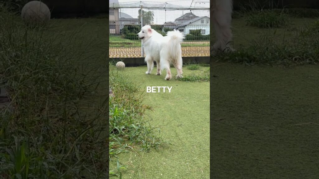朝もしっかりおトイレして元気に走り回るベティさんです #greatpyrenees #グレートピレニーズ #超大型犬 #癒し #土浦応援団