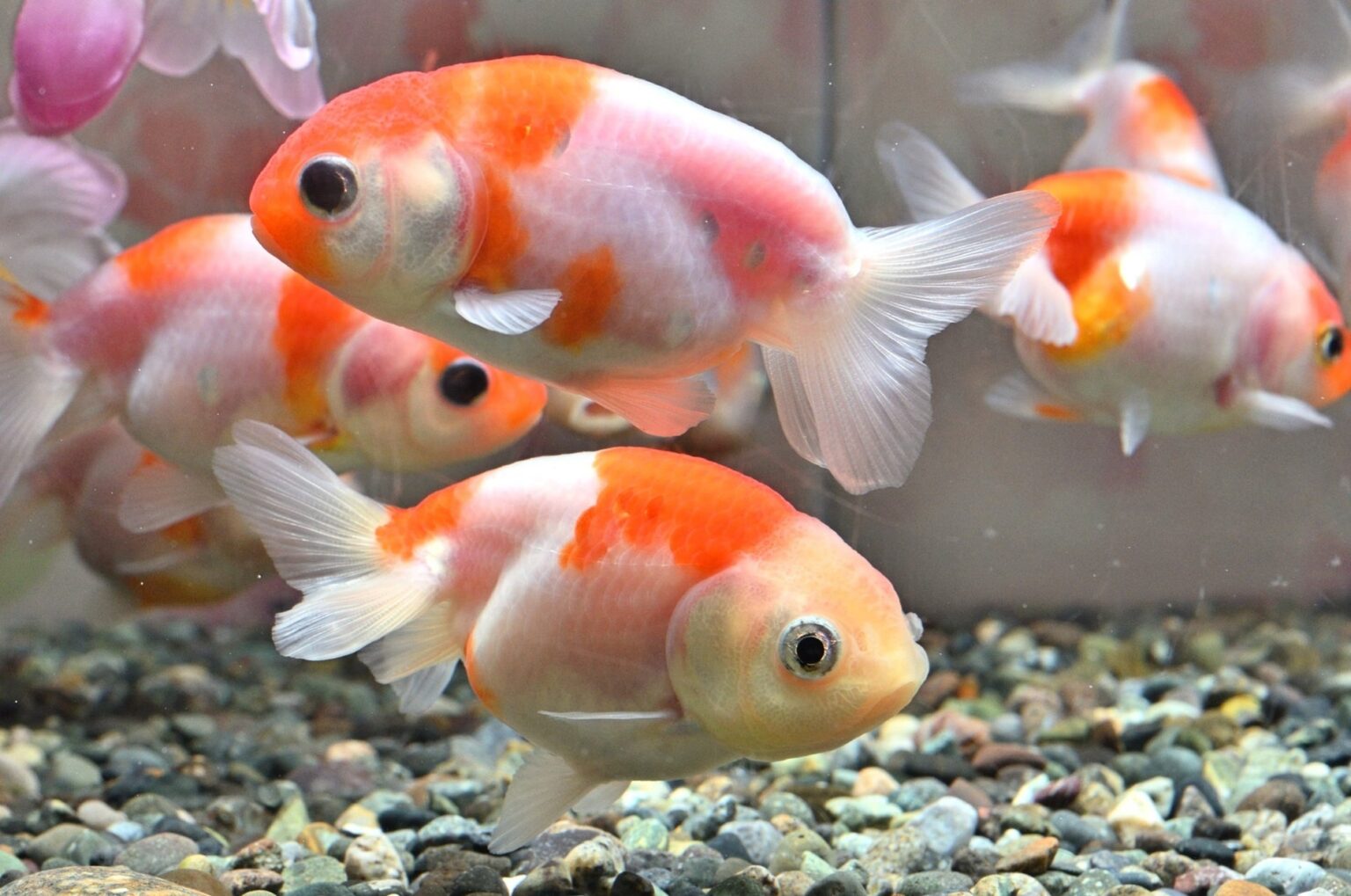 特別展「KINGYO～四季が彩る日本の金魚文化～」を開催します | 公益財団法人　名古屋みなと振興財団のプレスリリース