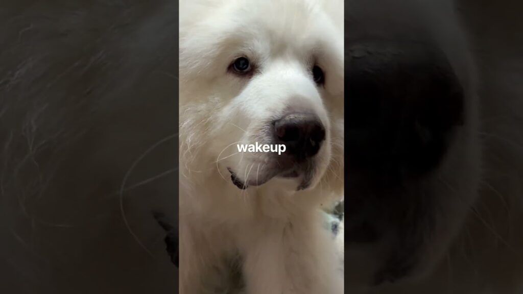 お目覚めのみんなです #greatpyrenees #グレートピレニーズ #超大型犬 #癒し #土浦応援団