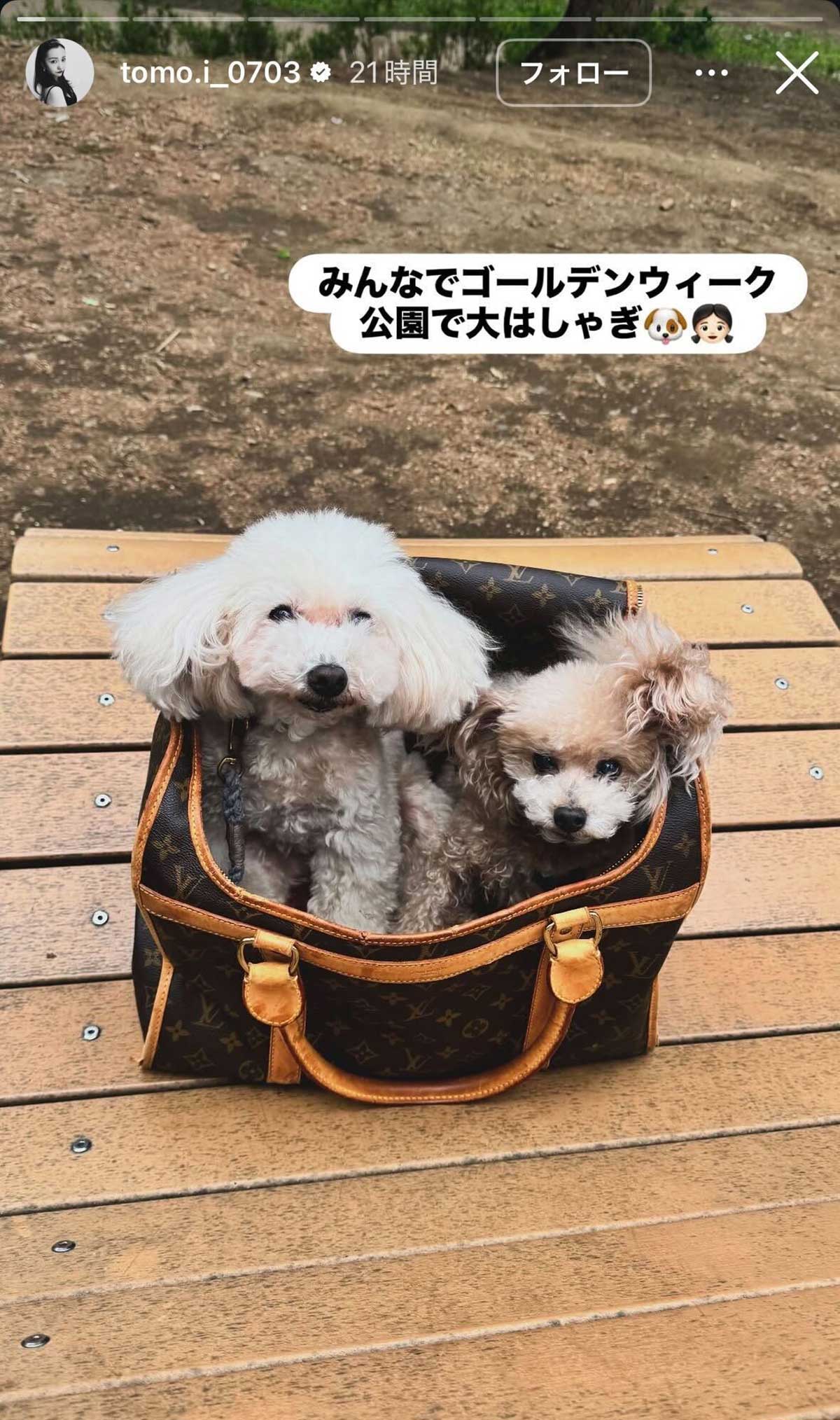 ルイ・ヴィトンの54万円のドッグバッグにおさまる板野友美の愛犬。さすがのセレブぶりだ（写真・本人Instagramより）