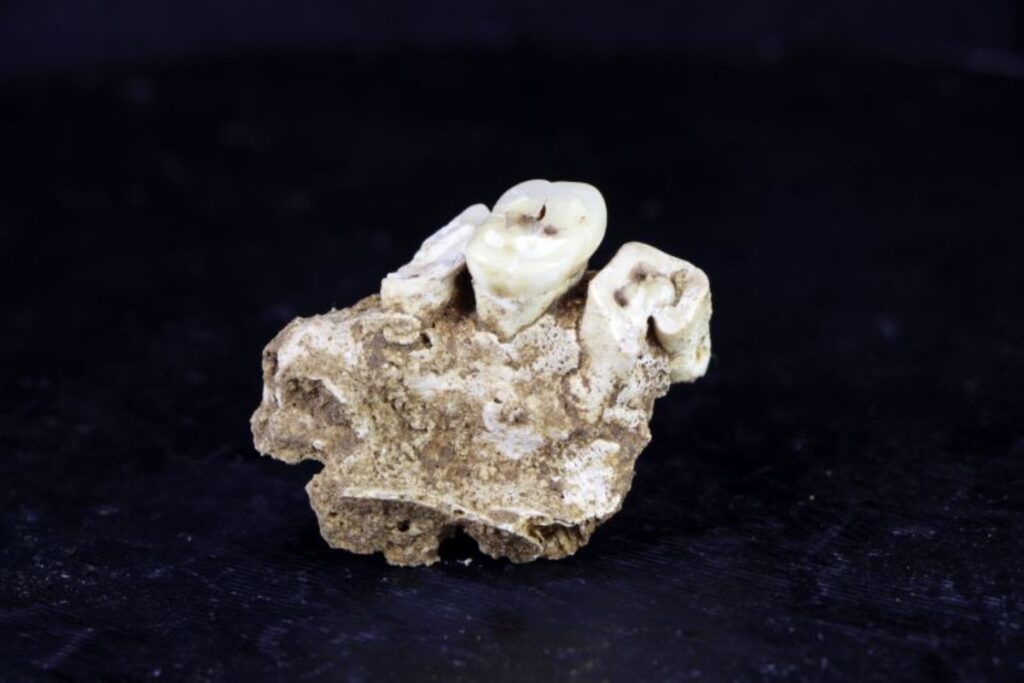 先史時代の狩猟採集民、人類最古の薬物使用で「悪循環」に陥っていた可能性　新研究(1/2) - CNN.co.jp