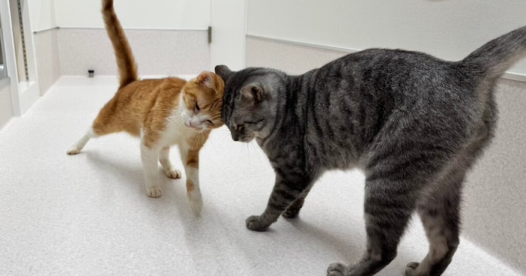 多頭飼育崩壊と高齢の飼い主の死去で居場所を失った2匹の猫。半年後に迎えられた“思いがけない家族”の正体（坂上 知枝,ヒナタ） | FRaU