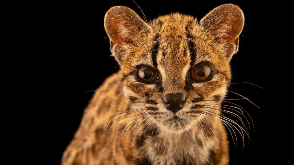 【動画】イエネコと思って拾った子ネコ、100年ぶりの新種だった | ナショナル ジオグラフィック日本版サイト