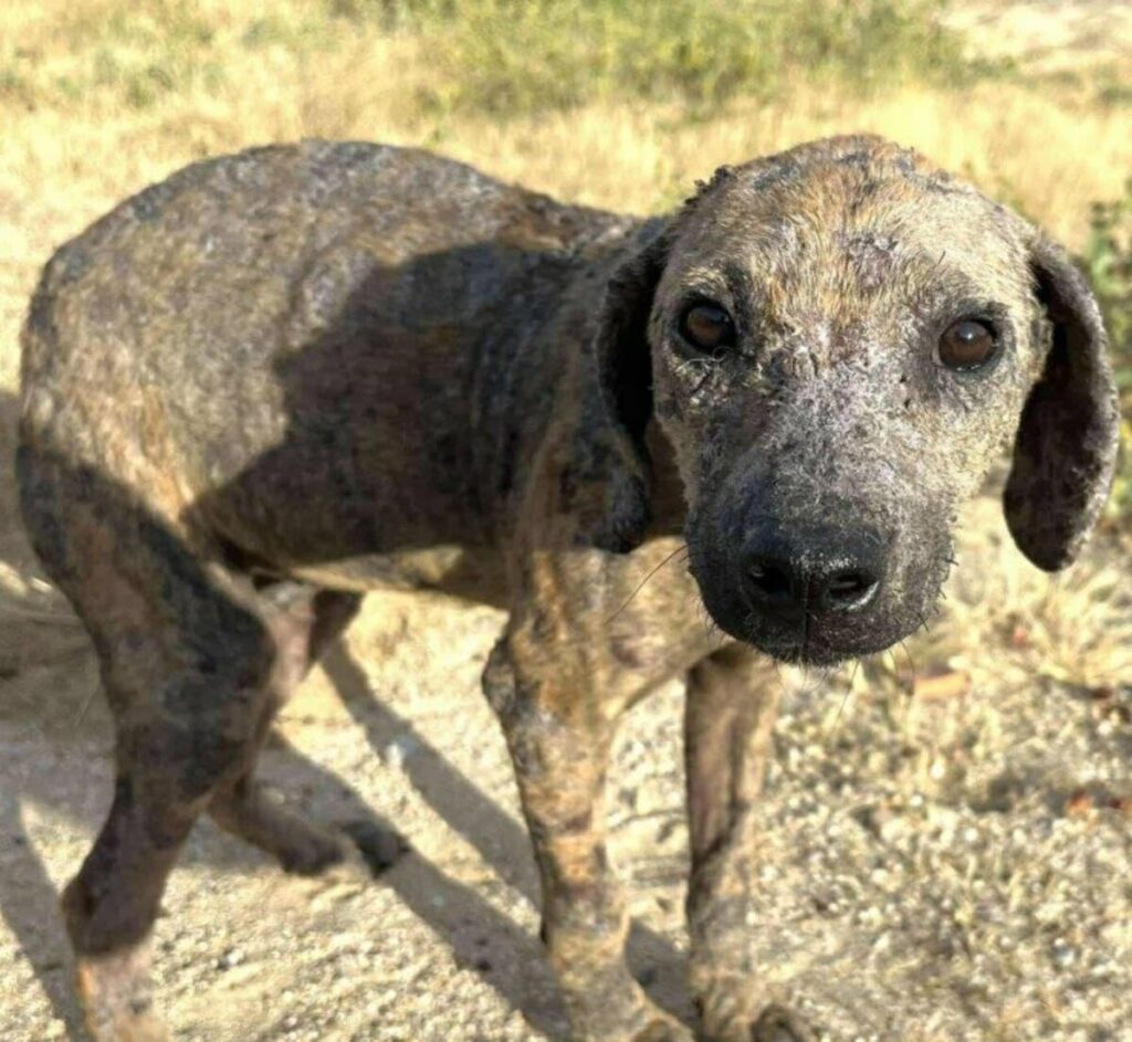 痩せ細り皮膚病に苦しみながらさまよっていた犬を保護 あたたかな家族と出会い幸せに暮らす現在の姿に感動 LIMO編集部が感動の投稿をピックアップ!犬・猫の平均入手価格についても紹介 | LIMO 痩せ細り皮膚病に苦しみながらさまよっていた犬を保護 あたたかな家族と出会い幸せに暮らす現在の姿に感動 LIMO編集部が感動の投稿をピックアップ!犬・猫の平均入手価格についても紹介 | LIMO