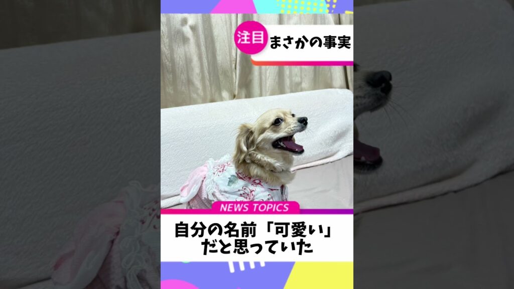 ニュース速報