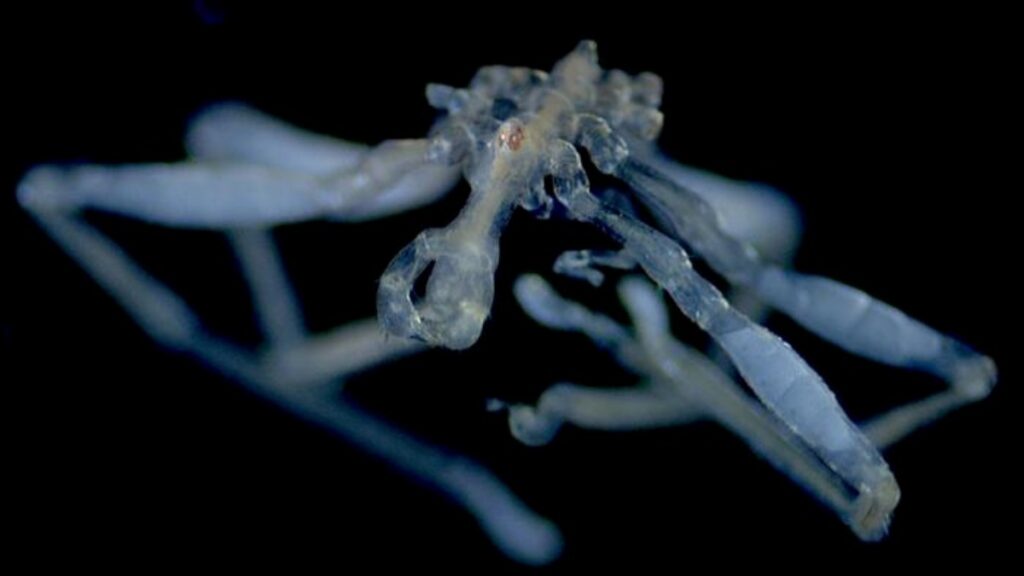 新種のウミグモ2種を発見、グルーミングが得意な種と苦手な種 - CNN.co.jp