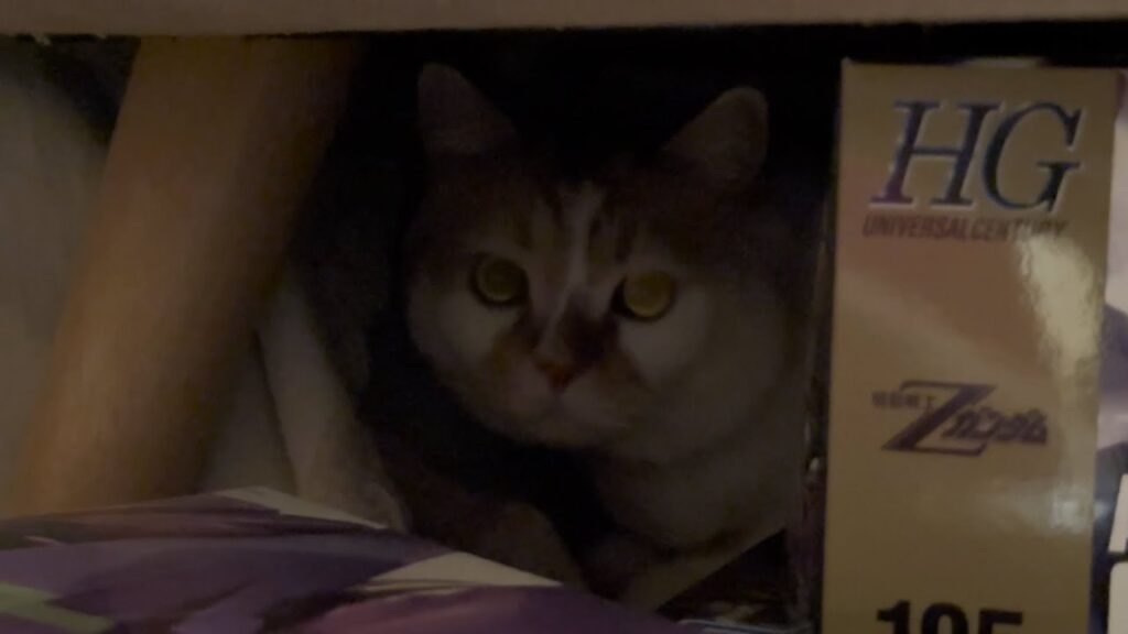 競馬予想猫、本命を外した結果。【スプリンターズS】